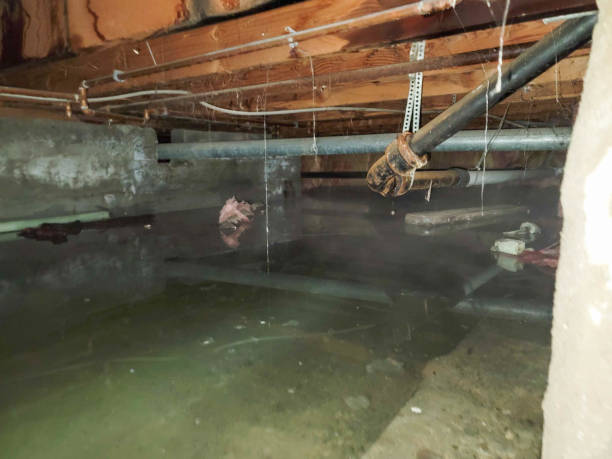 Best Professional water damage repair  in Harlem, GA